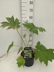 Tetrapanax Papyrifer - Rex