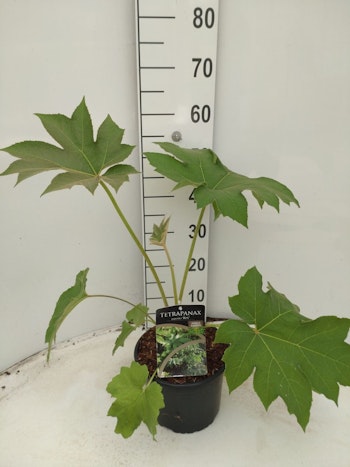 Tetrapanax Papyrifer - Rex
