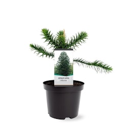 Brödgran-(Apträd) / Araucaria - Araucana