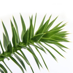 Brödgran-(Apträd) / Araucaria - Araucana