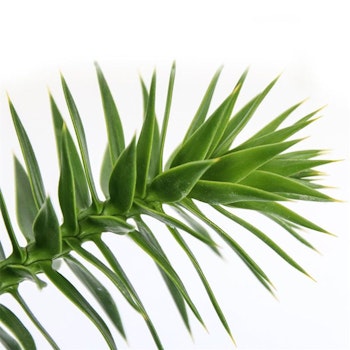 Brödgran-(Apträd) / Araucaria - Araucana