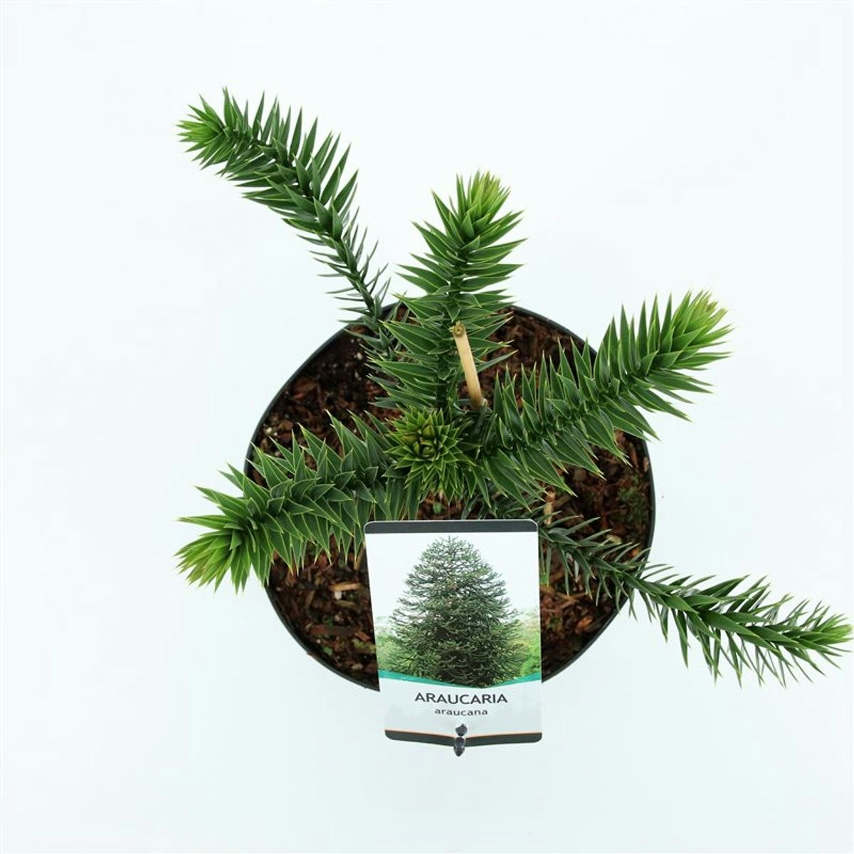 Brödgran-(Apträd) / Araucaria - Araucana
