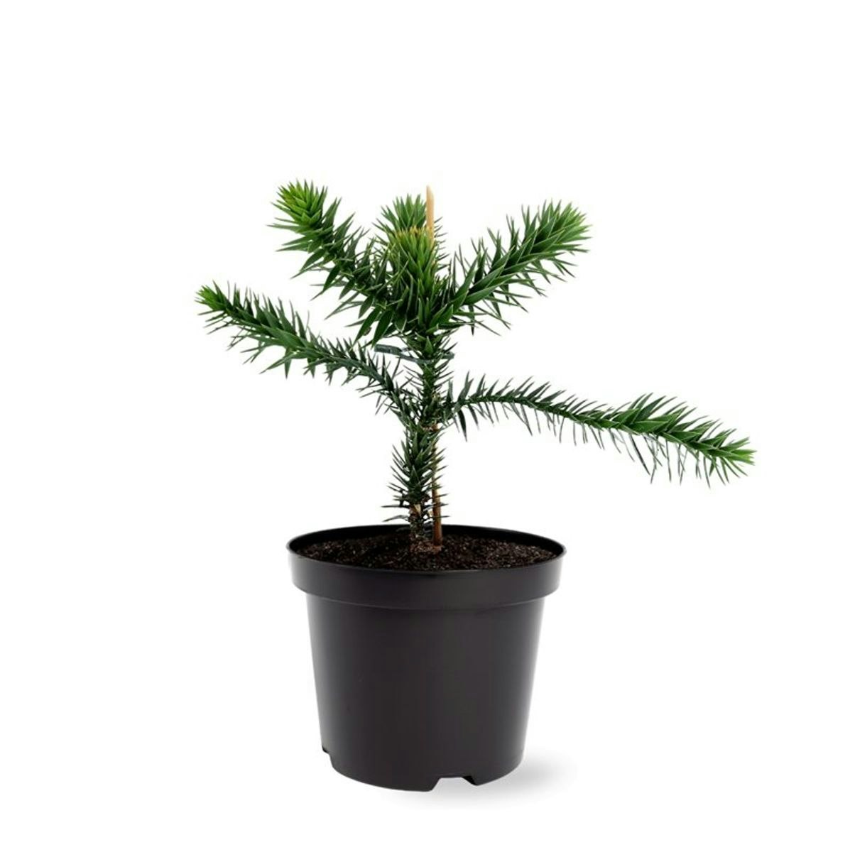 Brödgran-(Apträd) / Araucaria - Araucana