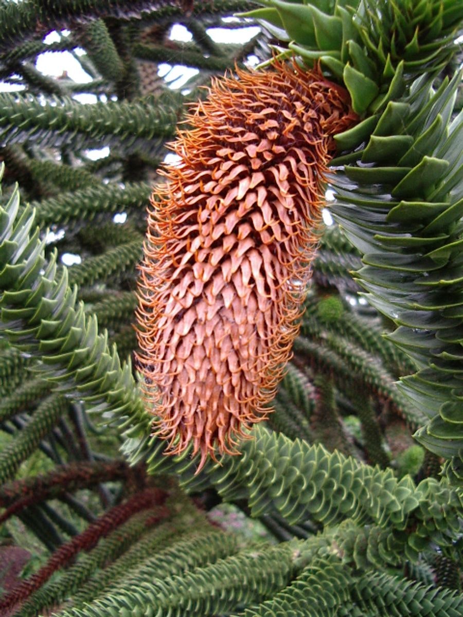 Brödgran-(Apträd) / Araucaria - Araucana