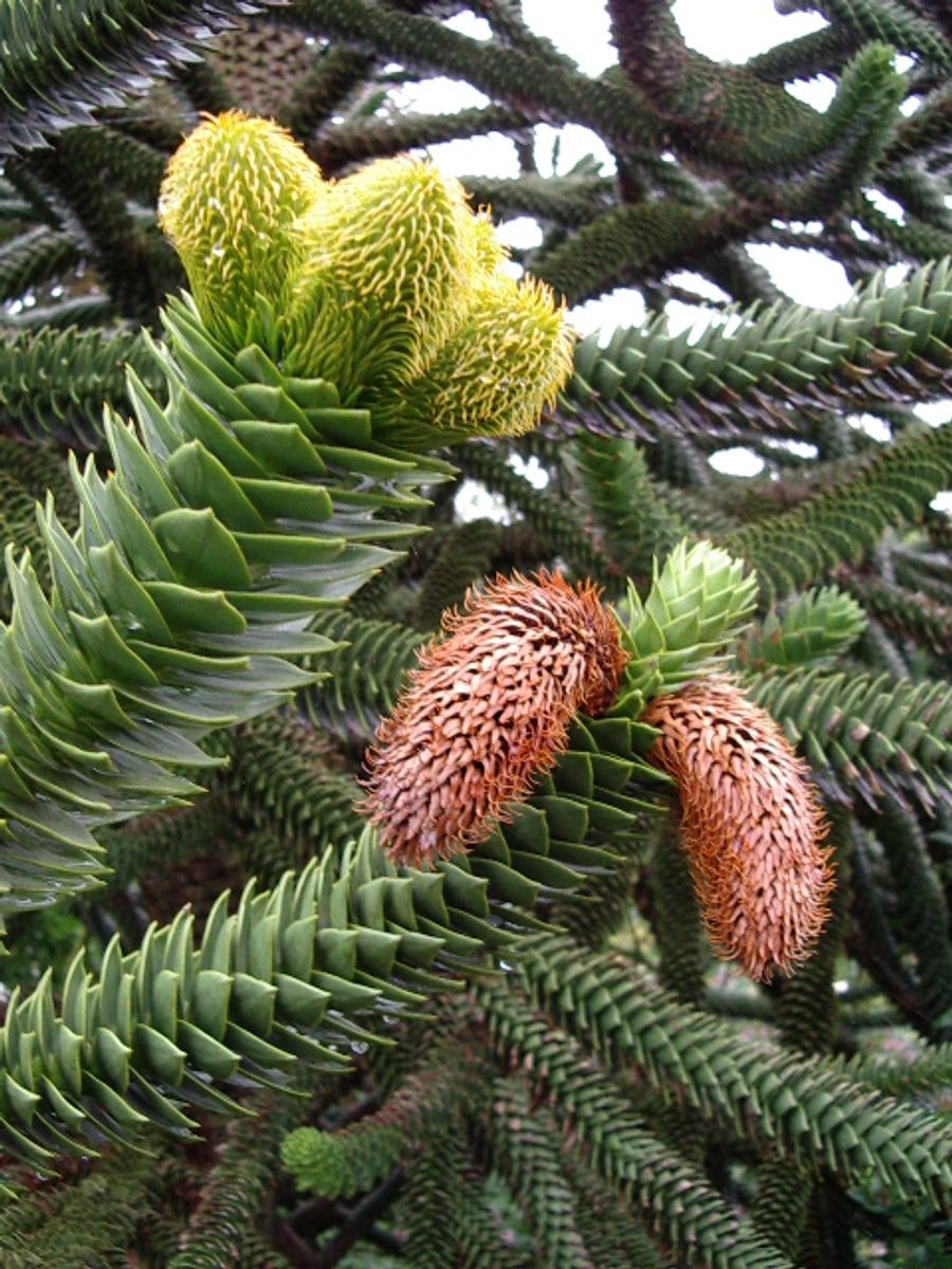 Brödgran-(Apträd) / Araucaria - Araucana