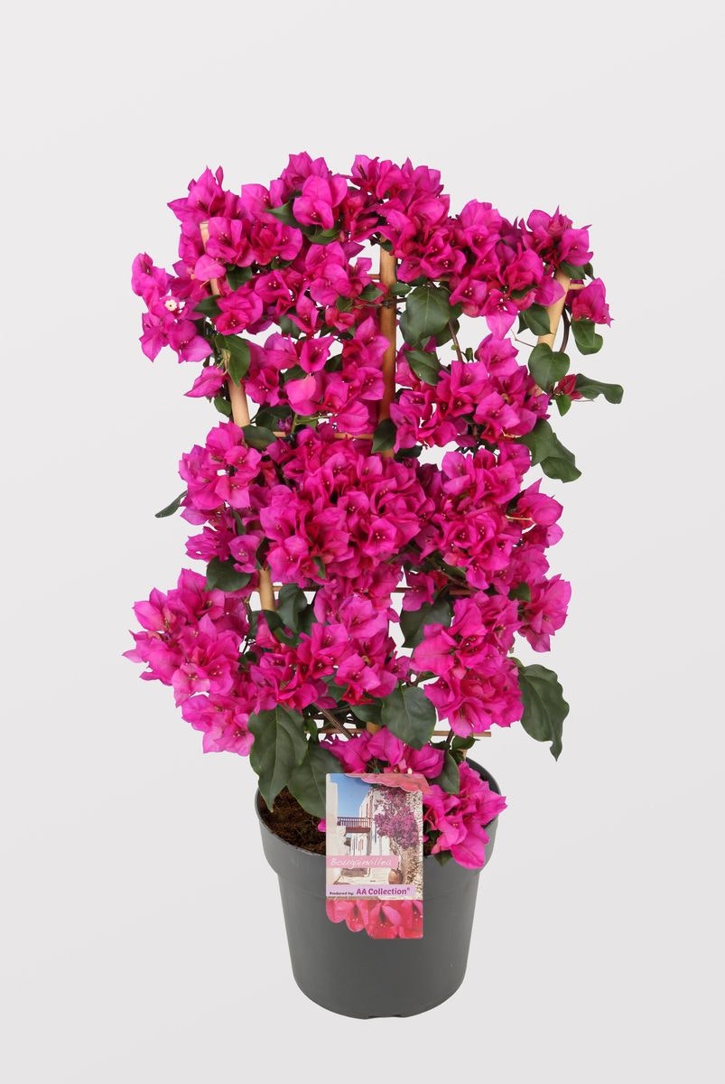 Bougainvillea Glabra - Sanderiana