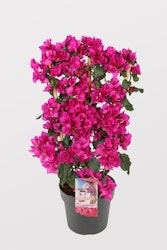 Bougainvillea Glabra - Sanderiana