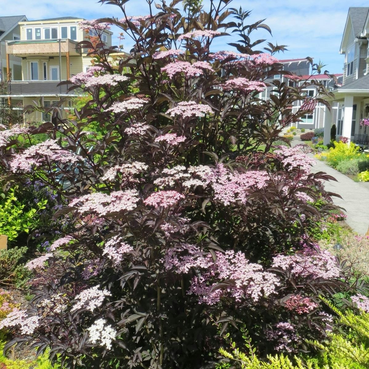 Svart Fläder/Sambucus Nigra - Black Lace
