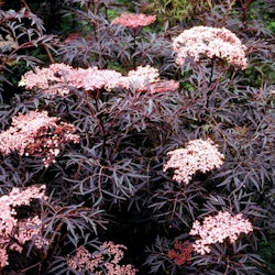 Svart Fläder/Sambucus Nigra - Black Lace