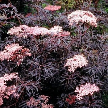 Svart Fläder/Sambucus Nigra - Black Lace