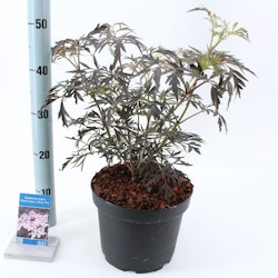 Svart Fläder/Sambucus Nigra - Black Lace