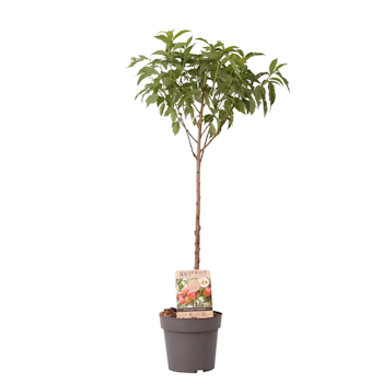 Nektarinträd/Prunus Persica  - Nucipersica