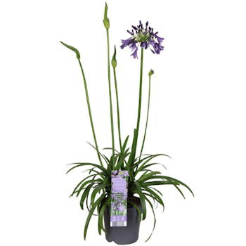 Afrikansklilja/Agapanthus - Poppin Purple