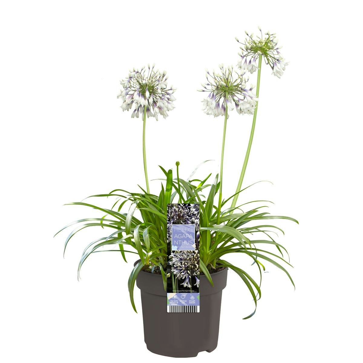 Afrikansklilja/Agapanthus - Fireworks