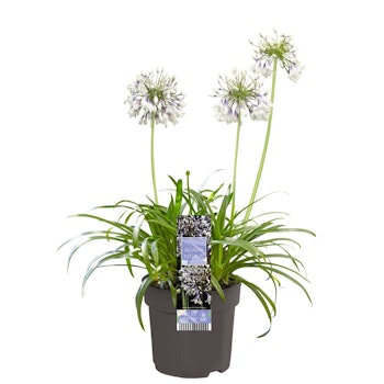 Afrikansklilja/Agapanthus - Fireworks