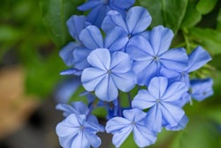Blyblomma/Plumbago - Auriculata