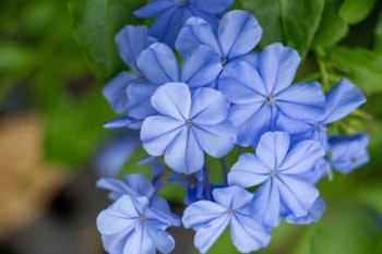 Blyblomma/Plumbago - Auriculata