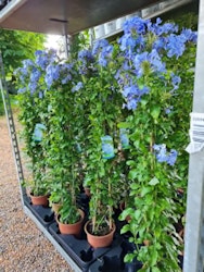 Blyblomma/Plumbago - Auriculata