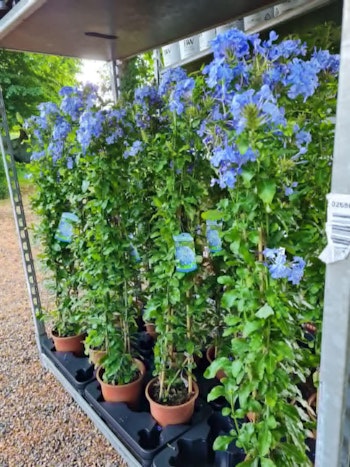 Blyblomma/Plumbago - Auriculata
