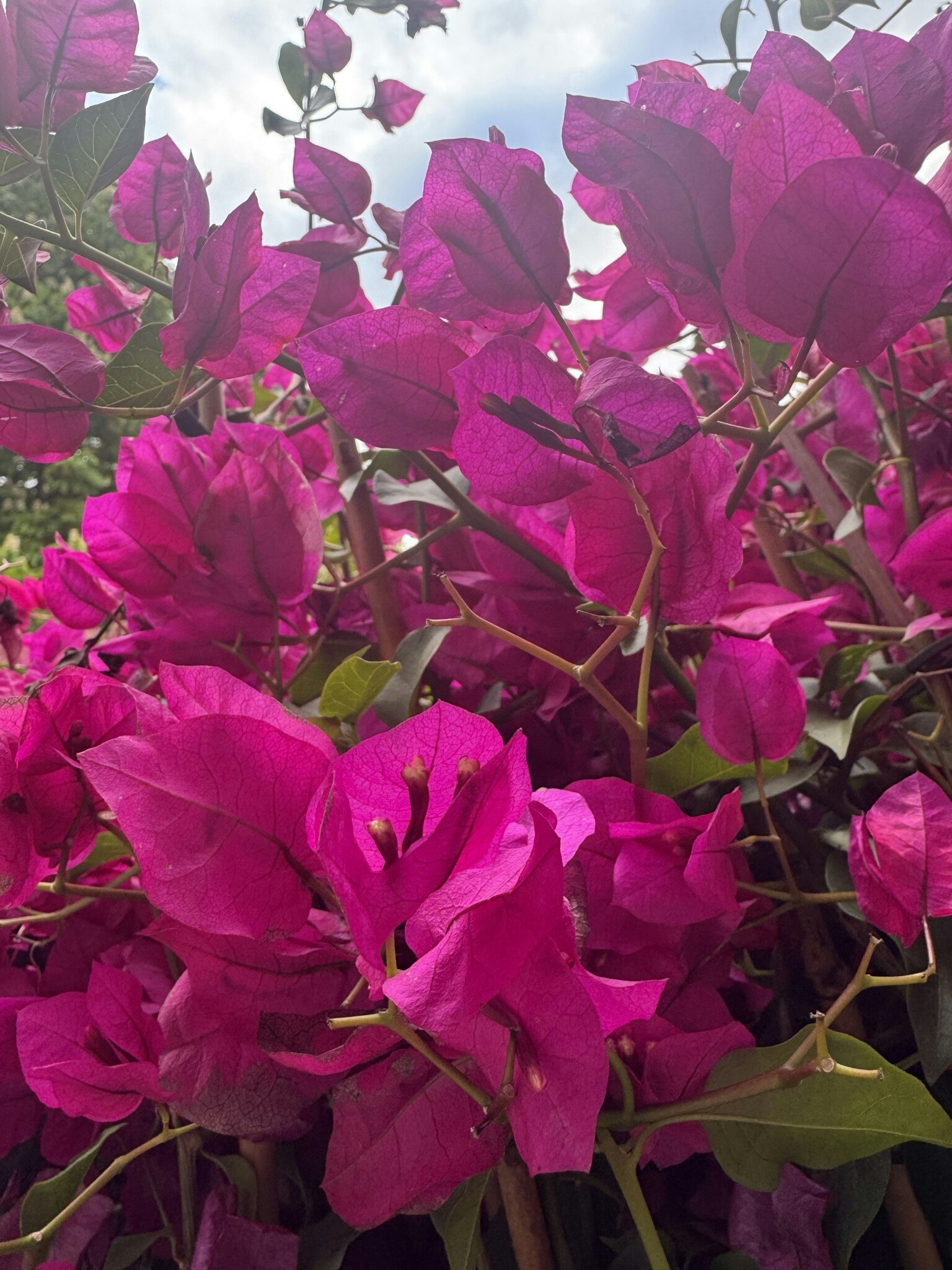 Bougainvillea Glabra - Sanderiana