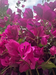 Bougainvillea Glabra - Sanderiana