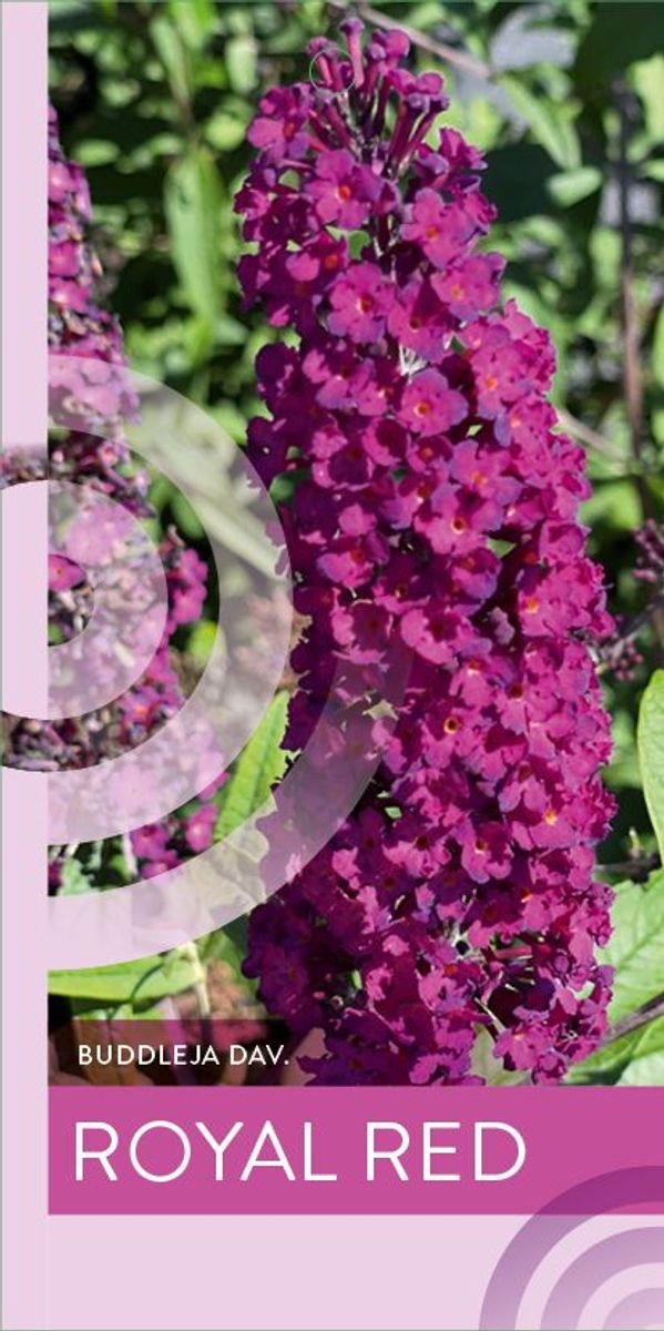 Buddleja Davidii (Fjärilsbuske) - Royal Red