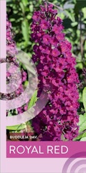 Buddleja Davidii (Fjärilsbuske) - Royal Red