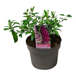 Buddleja Davidii (Fjärilsbuske) - Royal Red
