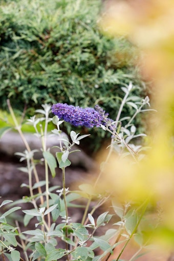 Buddleja Davidii (Fjärilsbuske) - Empire Blue