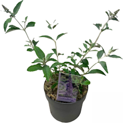 Buddleja Davidii (Fjärilsbuske) - Empire Blue