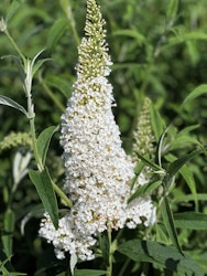 Buddleja Davidii (Fjärilsbuske) - White Profusion