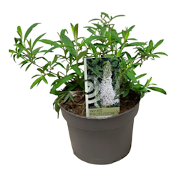 Buddleja Davidii (Fjärilsbuske) - White Profusion