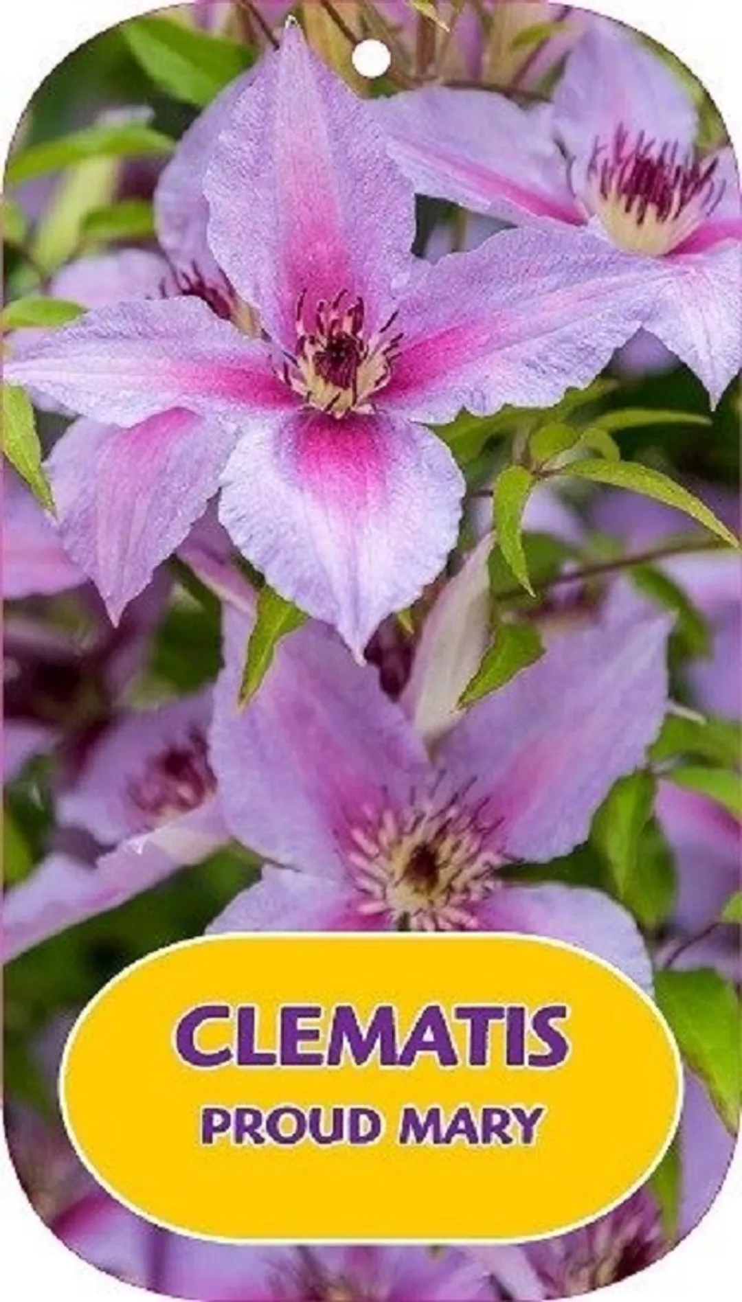 Klematis/Clematis - Proud Mary