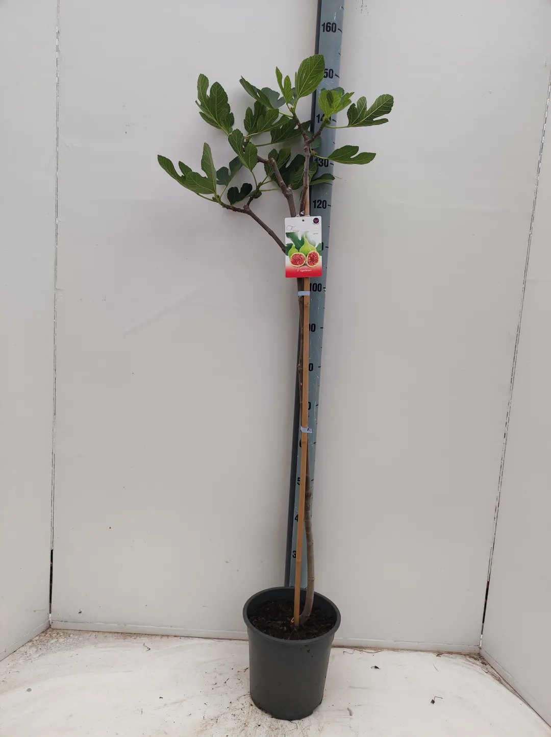 Fikon/Ficus - Carica (På Stam)