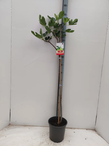 Fikon/Ficus - Carica (På Stam)