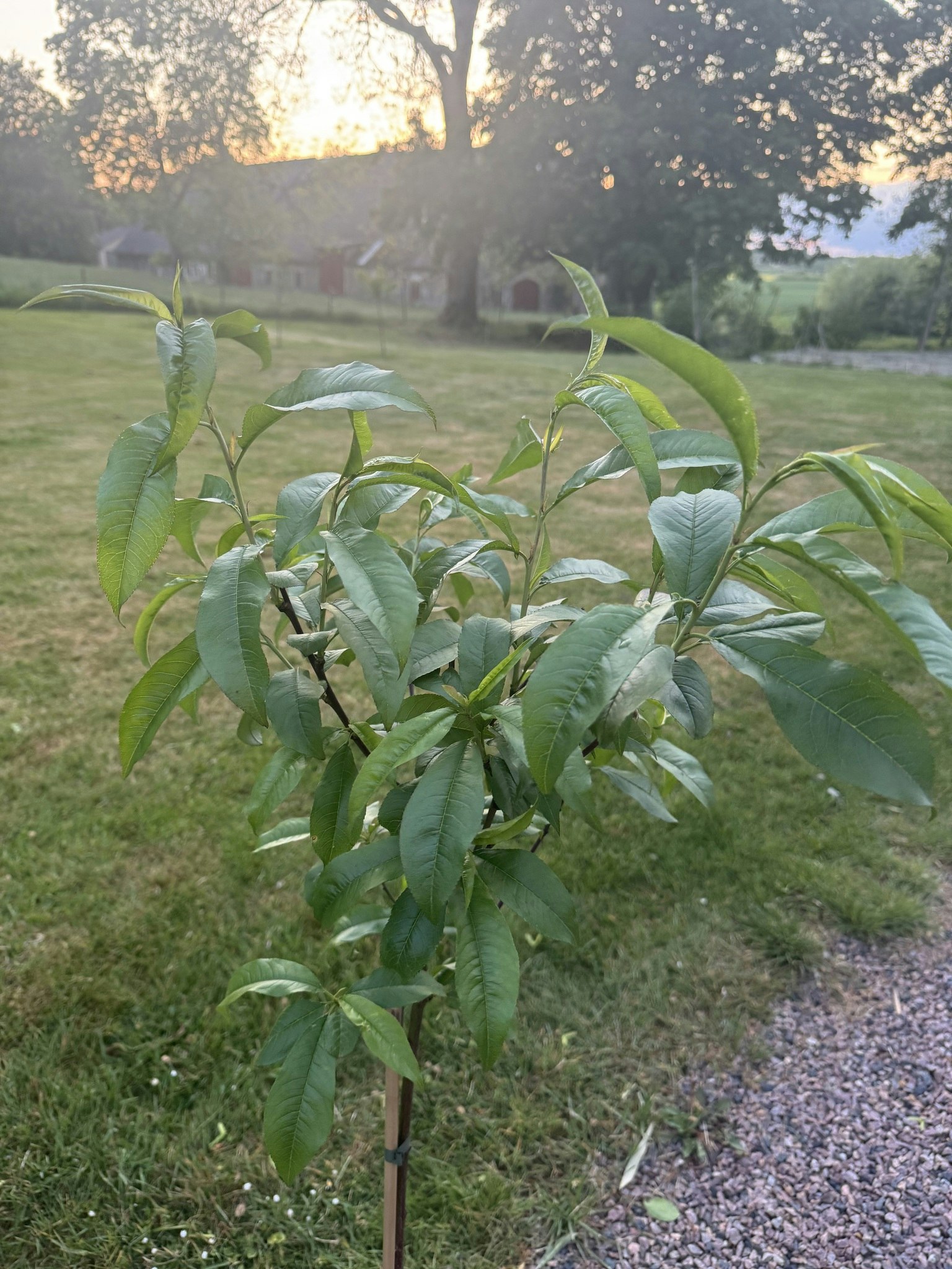 Persikaträd/Prunus Persica