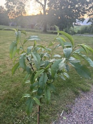 Persikaträd/Prunus Persica