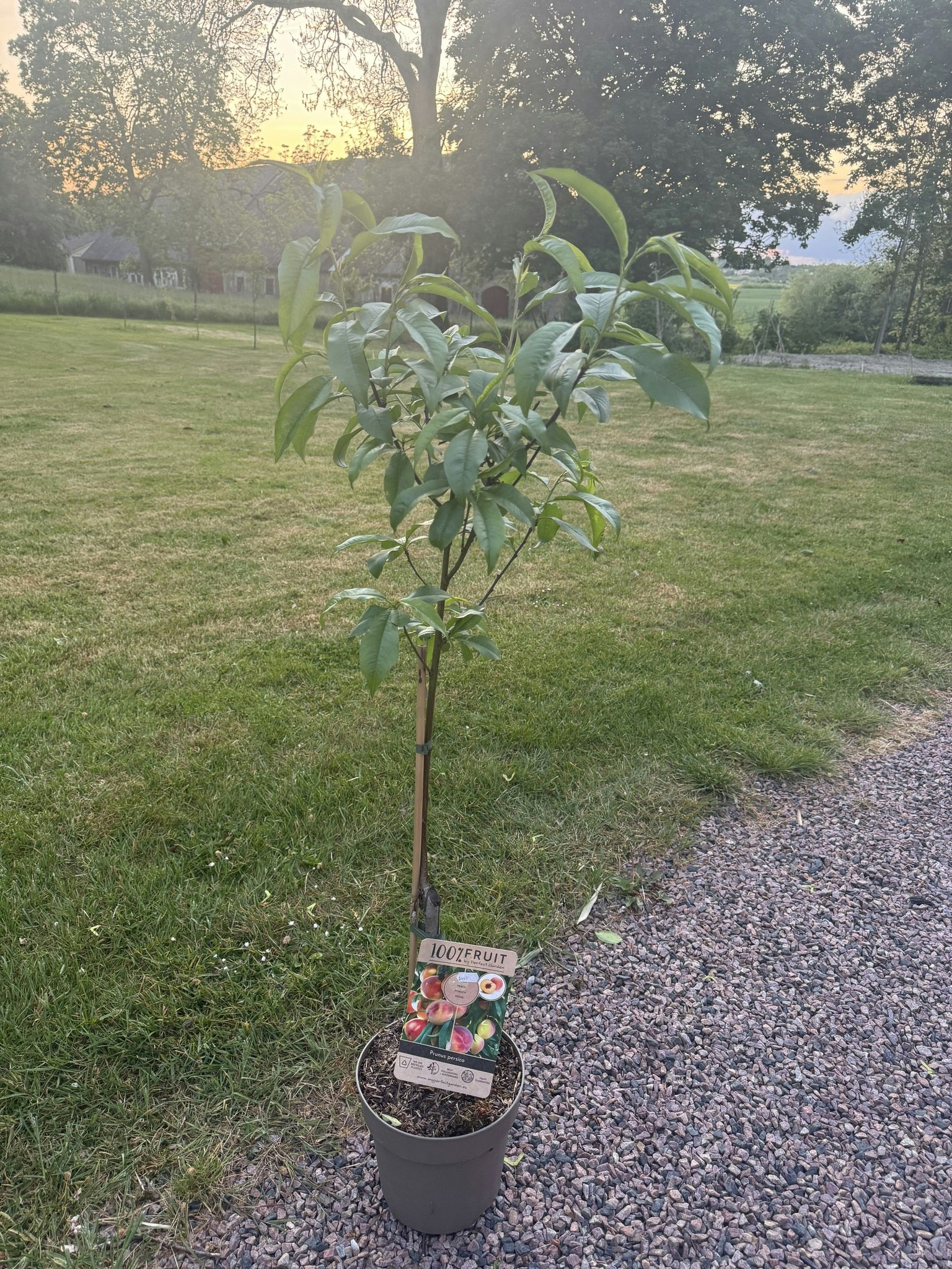 Persikaträd/Prunus Persica