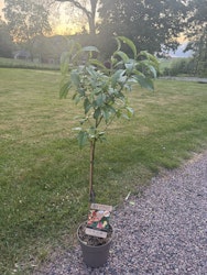 Persikaträd/Prunus Persica
