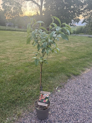 Persikaträd/Prunus Persica