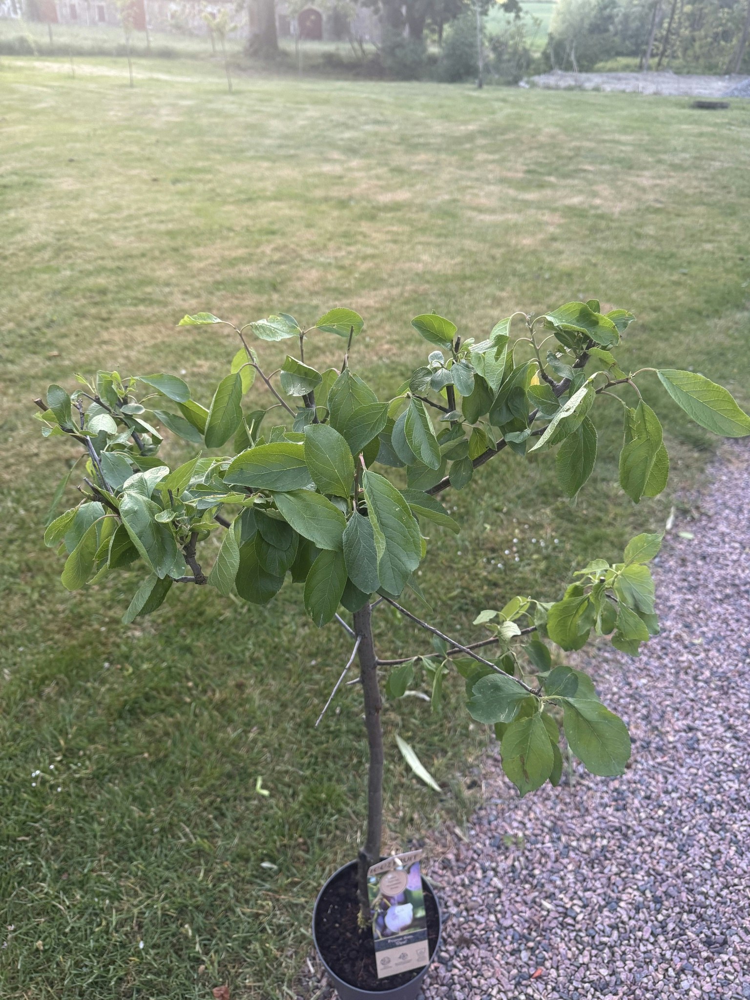 Plommonträd/Prunus Domestica  - Opal