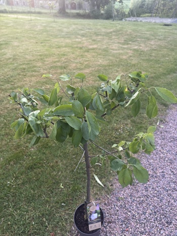 Plommonträd/Prunus Domestica  - Opal