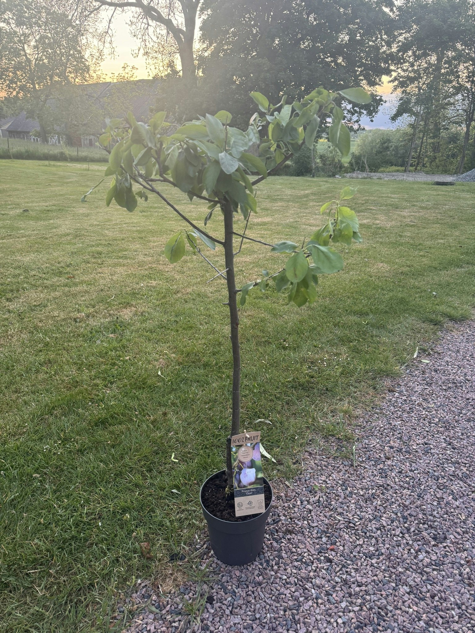 Plommonträd/Prunus Domestica  - Opal