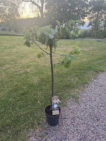 Plommonträd/Prunus Domestica  - Opal