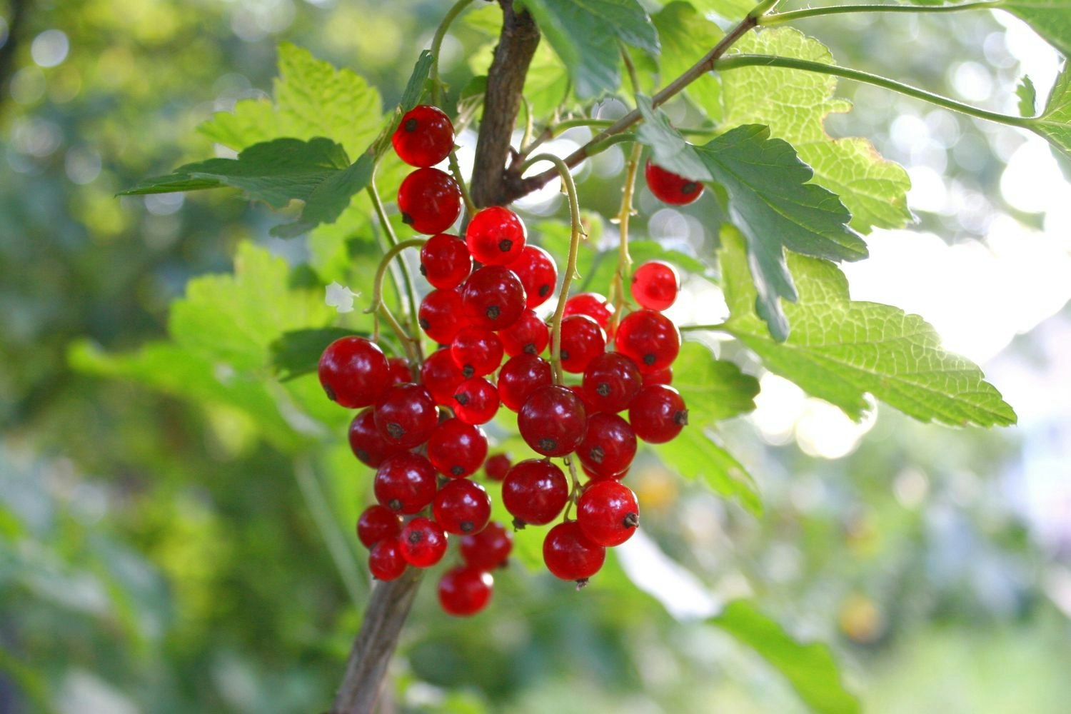 Röda Vinbär/Ribes Rubrum - Jonkheer van Tets
