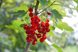 Röda Vinbär/Ribes Rubrum - Jonkheer van Tets