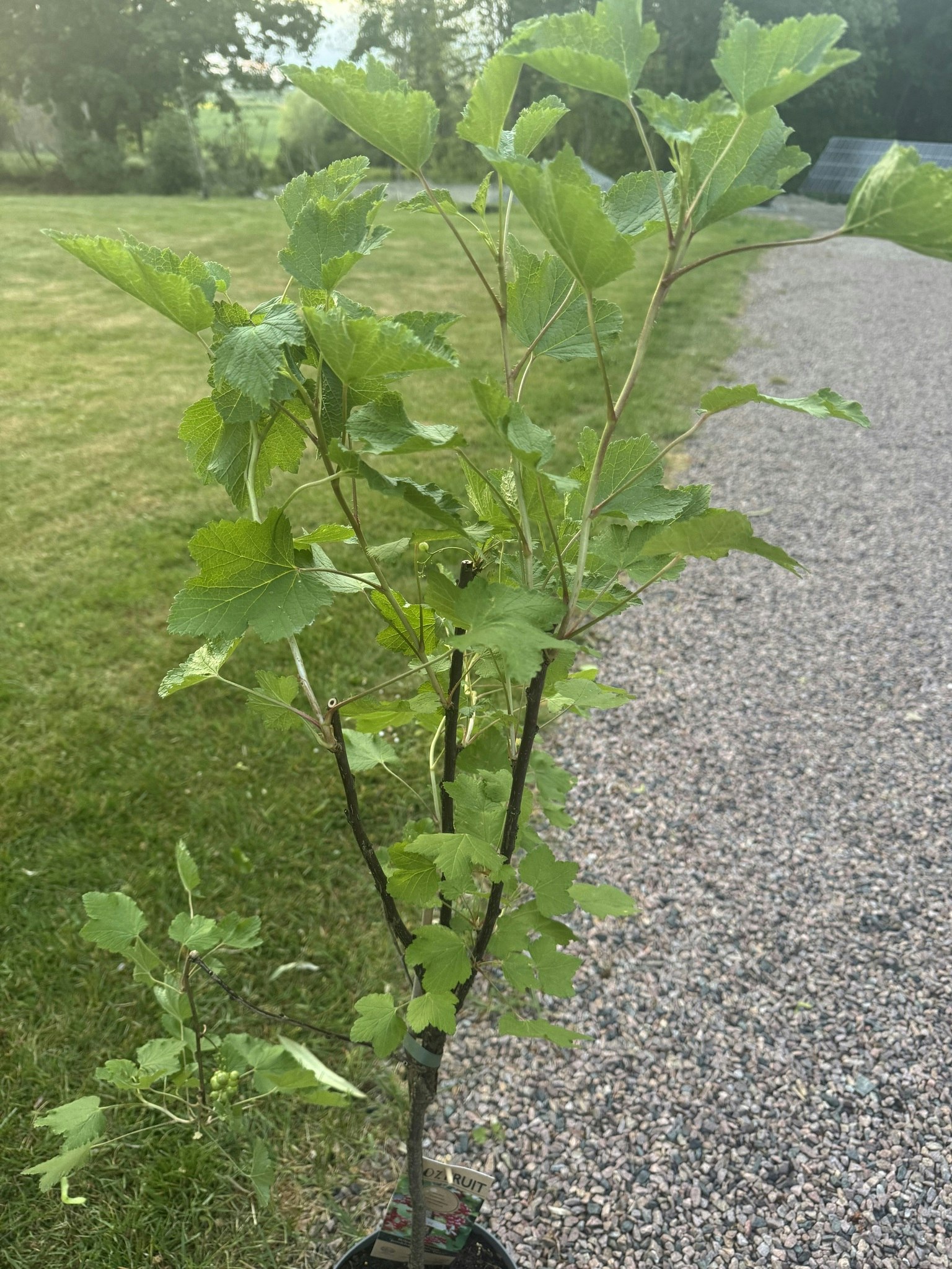 Röda Vinbär/Ribes Rubrum - Jonkheer van Tets