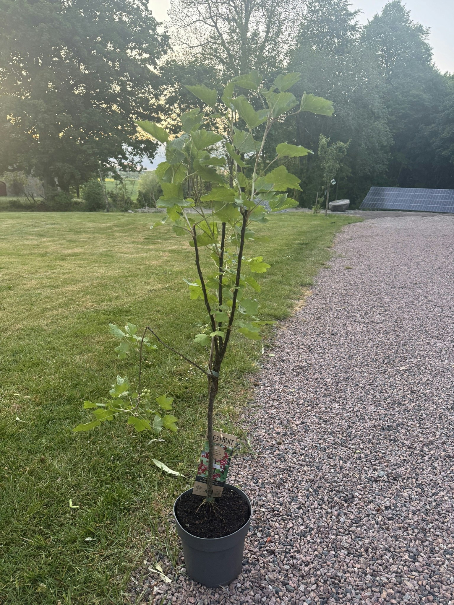 Röda Vinbär/Ribes Rubrum - Jonkheer van Tets