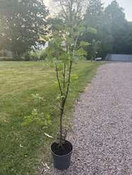 Röda Vinbär/Ribes Rubrum - Jonkheer van Tets
