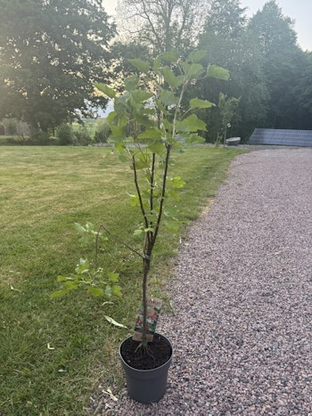 Röda Vinbär/Ribes Rubrum - Jonkheer van Tets